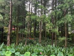 -深圳仙湖植物园