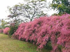 -中国科学院西双版纳热带植物园