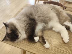 -Let's go狗咖·猫咖·奶狗·桌游(春熙路IFS店)