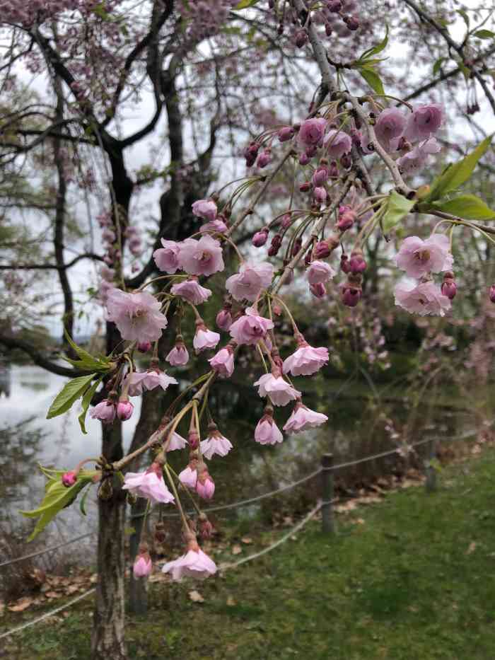 常磐公园-"虽然没赶上旭川的冰雪节有点遗憾,来的时候.