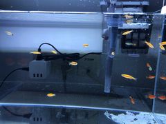 -清平路水族市场