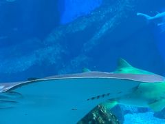 -海合安成都极地海洋公园
