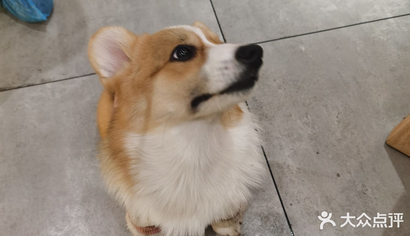 hey we go 柴犬吧