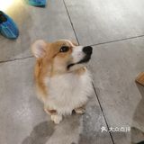 hey we go 柴犬吧