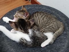 -荔康动物医院(康王北路店)