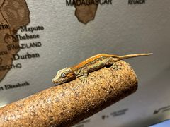 -酷以爬仙阁实体爬宠店·守宫·蜥蜴·专业繁育