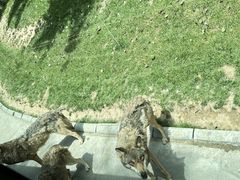 -北京野生动物园