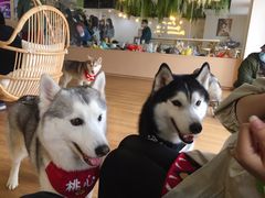 -Husky Go! 哈士奇体验馆·宠物咖啡厅狗咖
