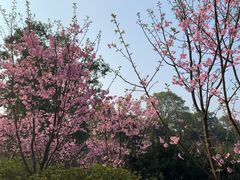 -南山植物园
