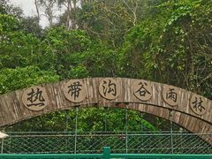 -西双版纳原始森林公园
