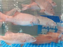 -盒马鲜生(大成店)