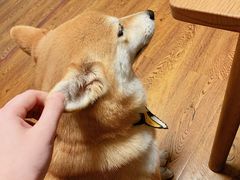 -柴务处·柴犬主题狗咖