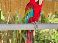 -西霞口神雕山野生动物世界