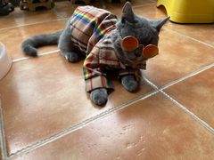 -lincat·猫舍(广州店)