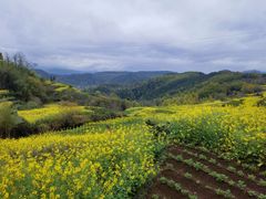 -桑洲油菜花景区