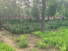-洛阳市隋唐城遗址植物园