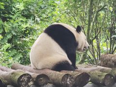-都江堰中华大熊猫苑