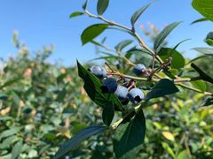 -金谷域澳洲庄园