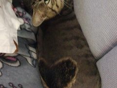 -伟伟宠物医院·CT影像中心·瑞派犬猫综合性门诊(汉口总院)
