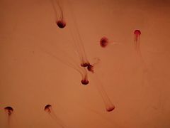 -沈阳海洋探索中心