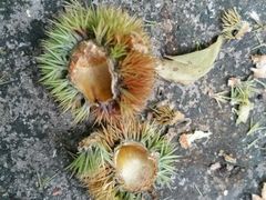 -岣嵝峰国家森林公园