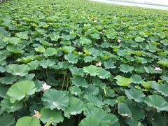 -重元寺香积厨素斋馆