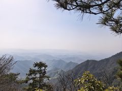 -天目山大树王景区