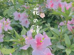 -木兰云雾山
