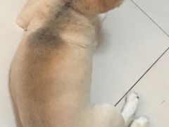 -宠颐生中康贝怡动物医院
