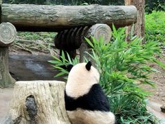 -都江堰中华大熊猫苑