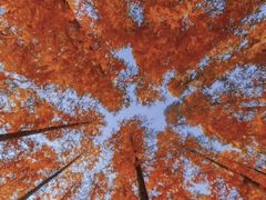 -黄海国家森林公园