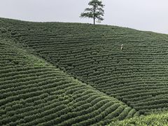 -帐篷客·溪龙茶谷度假酒店