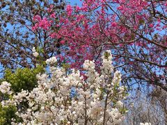 -天适樱花悠乐园