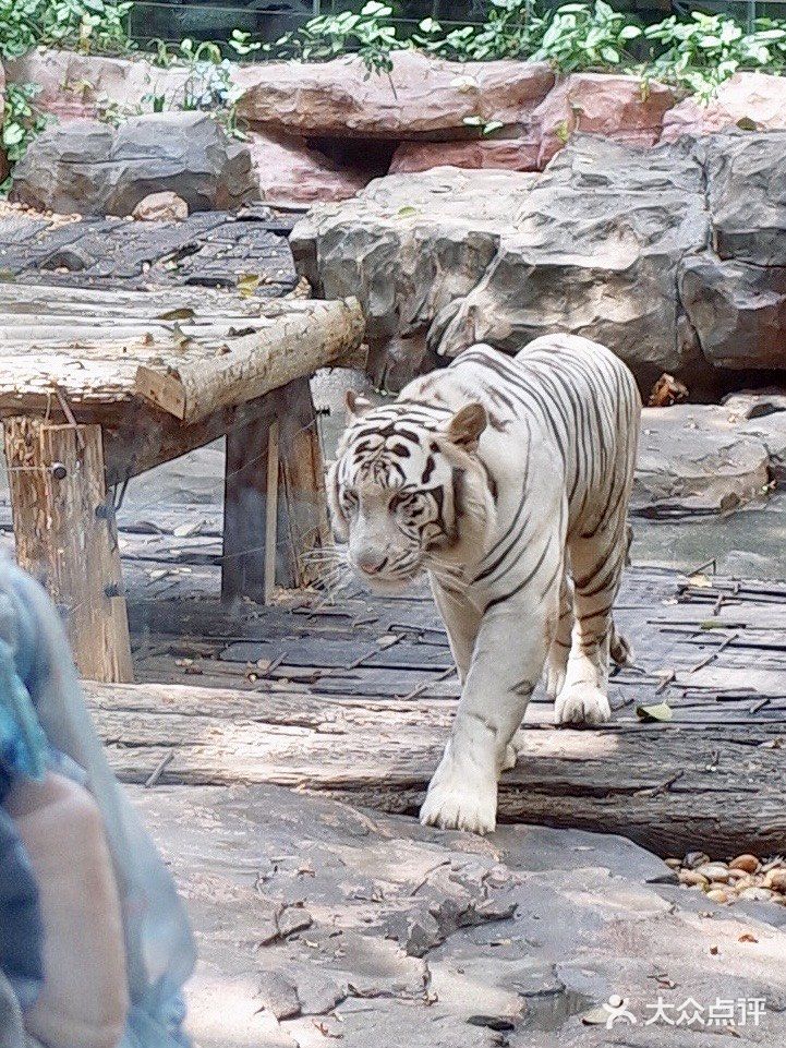 广州🐯娃在长隆白虎餐厅跟老虎用餐又幸福了