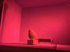 -DC逃逃屋沉浸剧情密室(南京东路步行街店)