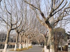 -泰州凤城河风景区-泰山公园