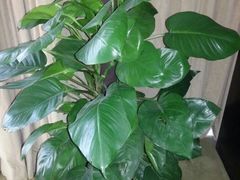 套房里的绿色植物-北京北辰洲际酒店