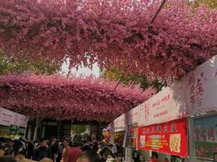 -南汇桃花村