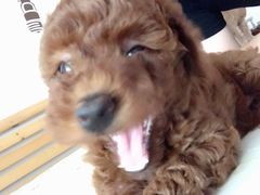 -HONGA HONGA雄家(曹路店)