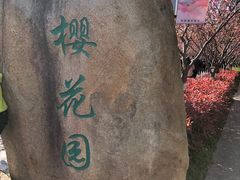 -高东镇樱花园