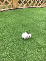 -萌宠亲子动物乐园(槐房万达店)