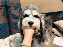 -爪吧宠物乐园 (温榆河示范区店)