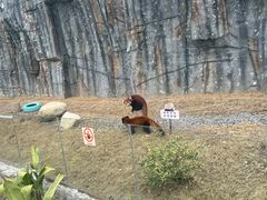 -武汉动物园