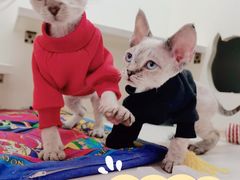 -十年猫舍·猫咪专门店(普陀店)