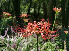 -上海滨江森林公园