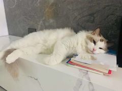 -东方名猫馆·英短金渐层布偶猫舍(环线广场1号楼店)