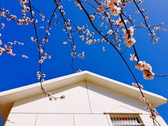 -桃花堤公园