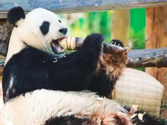 -西霞口神雕山野生动物世界