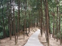 -火炉山森林公园