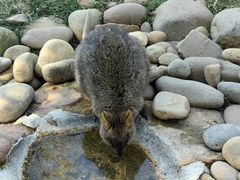 -费瑟代尔野生动物园